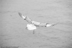 Eissturmvogel (15 von 20).jpg